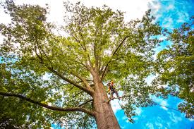 Best Seasonal Cleanup (Spring/Fall)  in Pembroke Pines, FL