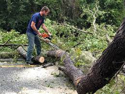 Best Tree Removal  in Pembroke Pines, FL