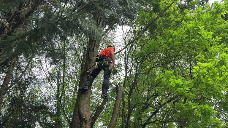 Best Tree Trimming and Pruning  in Pembroke Pines, FL