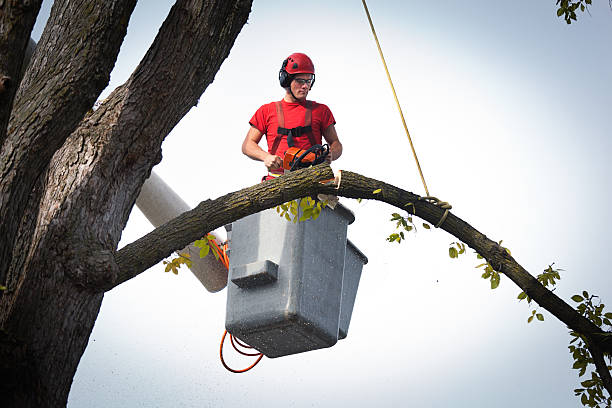 Leaf Removal in Pembroke Pines, FL