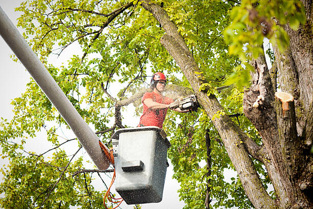 How Our Tree Care Process Works  in  Pembroke Pines, FL