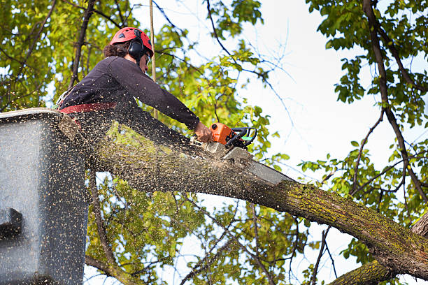 Best Utility Line Clearance  in Pembroke Pines, FL